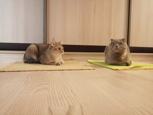 Мои коты и кошки