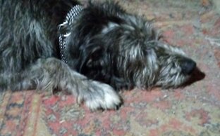 наши собаки...