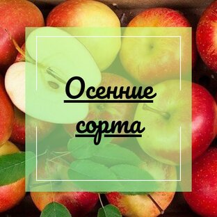 Осенние сорта яблок