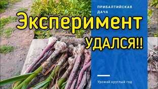 Чеснок.