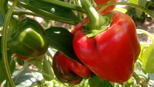 Томаты, огурцы, перцы, кабачки 