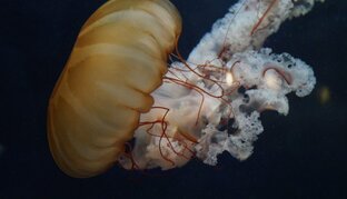 Парадоксальное существование 2