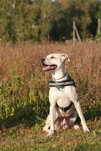 Важно знать про 🐶