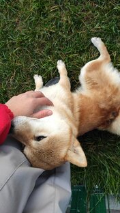 Привет из дома ❤🐾