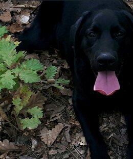 Лабрадор "Кай".