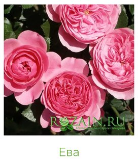 Заказ роз на весну 2023