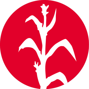 Кукуруза силосная