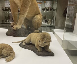 Как забыть бывшего(ую)?