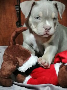 тем кто мечтает о красивой собаке для семьи