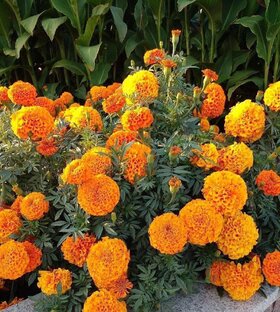 Дела мои огородные. 