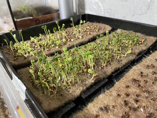 Выращиваем зелень на комоде