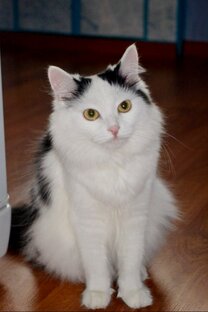 Наша Снежа🐈🥰