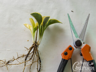 Садовые эксперименты