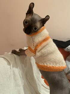 В холодную зимнюю пору,кашида гуляет по дому😽😸