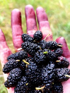 Южное житие