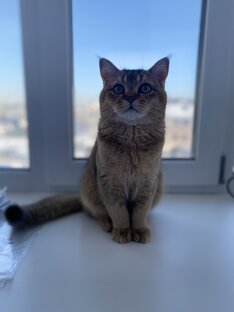 🐈