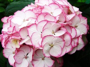 Крупнолистные гортензии в питомнике гортензий "FLORA"