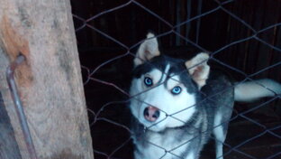 Мои пушистики