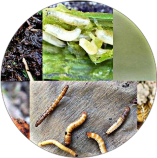 Вредители огорода и борьба с ними