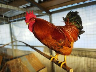 Куры и утки