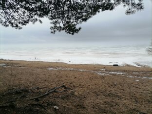 В мире животных