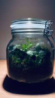 Флорариумы