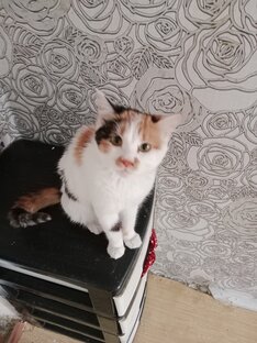 Мои любимки