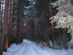 Ходил в лесу и не видел лису