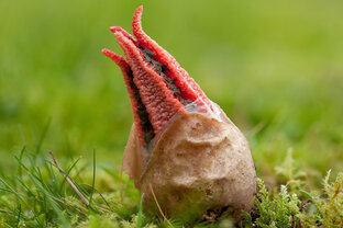 Необычные грибы