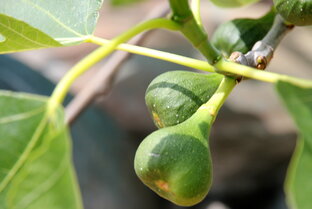 Еда в пользу