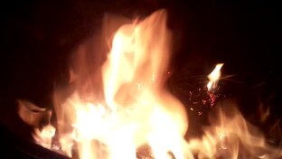 Живые звуки природы 