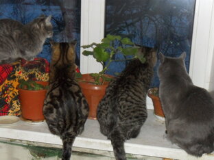 Моя котосемья