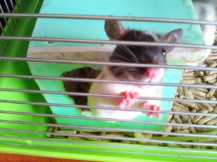 Забавные Игры с котами.