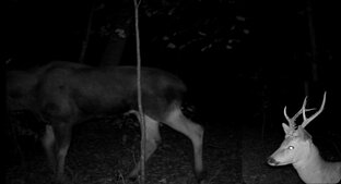 ФОТОЛОВУШКА