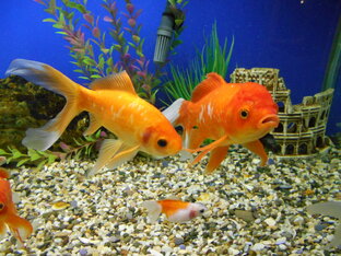 подборка красивых рыб и аквариумов  