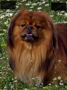 История жизни наших животных.