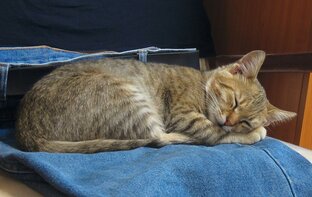 Котики