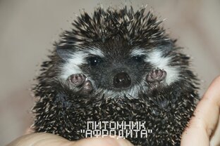 Уход за африканскими карликовыми ежами