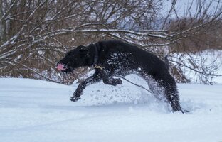 Рафа стихийная