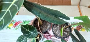 Мои аллоказии. 