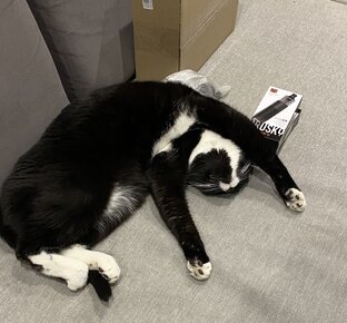 Котопес 👀