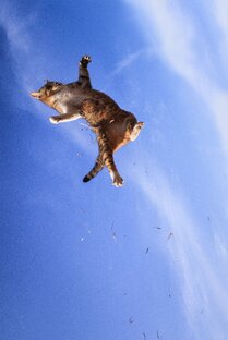 Как думаете почему кошка всегда приземляется на лапы