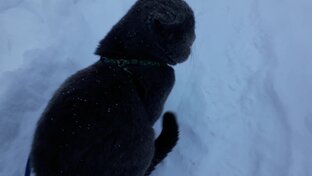 Котик гуляет на улице.