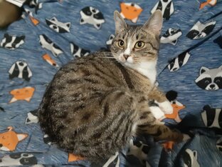 Тиграша.Пристраиваю кошечку из дома.Вся история здесь.