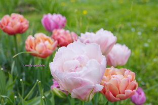 Луковичные цветы