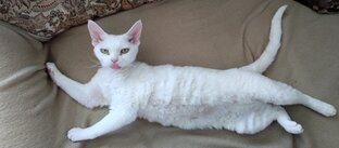 Васюшка или приключения кошки математика