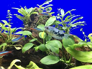 Запуск аквариума на 80 литров