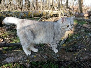 Кошки нашего хозяйства и домашняя кошка. 