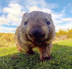 Дзен @wombat2003 статистика