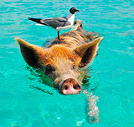 Дзен Все о рыбалке статистика